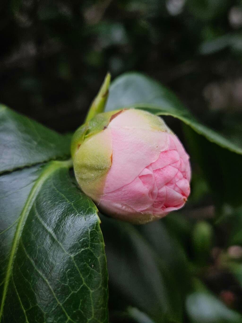 Camellia sasanqua