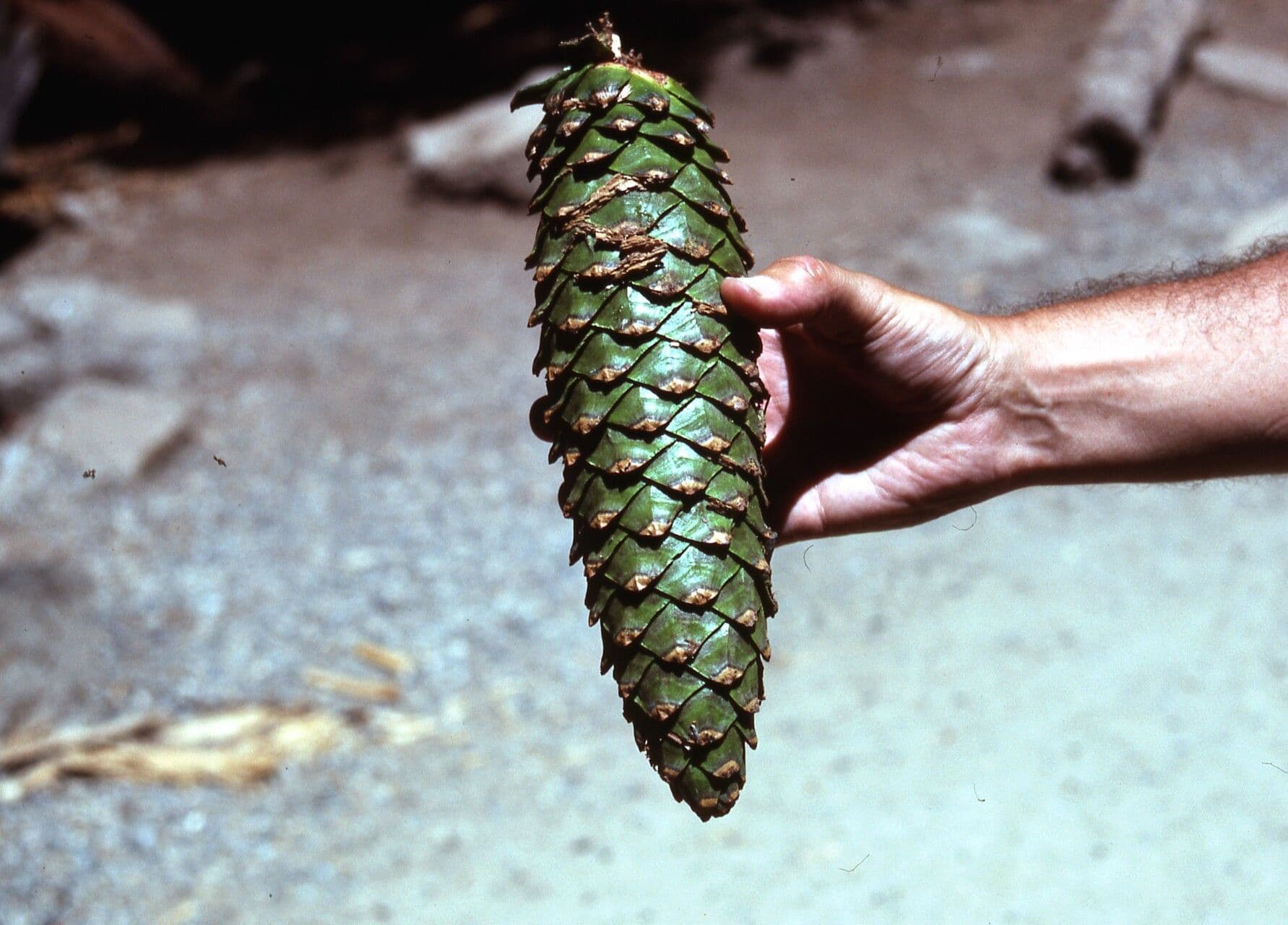 Pinus lambertiana