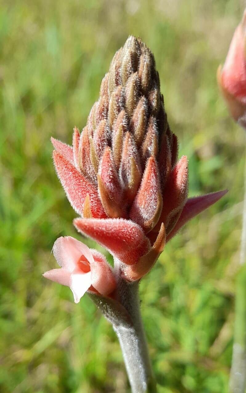 Sacoila lanceolata