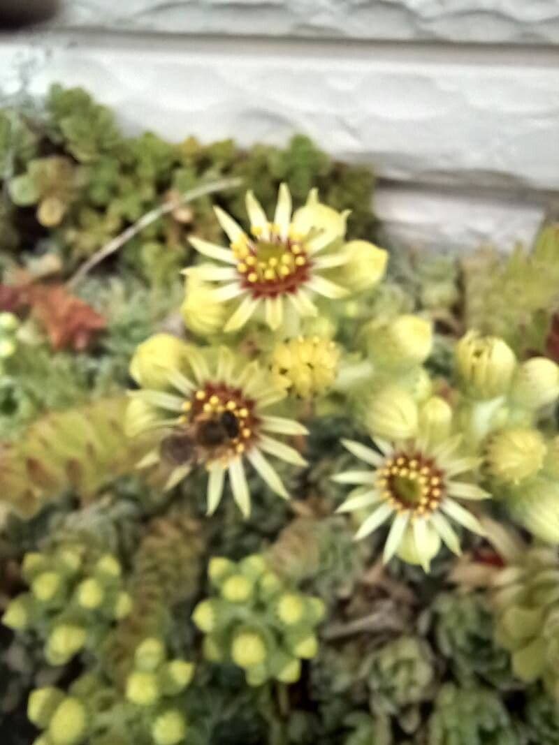 Sempervivum grandiflorum