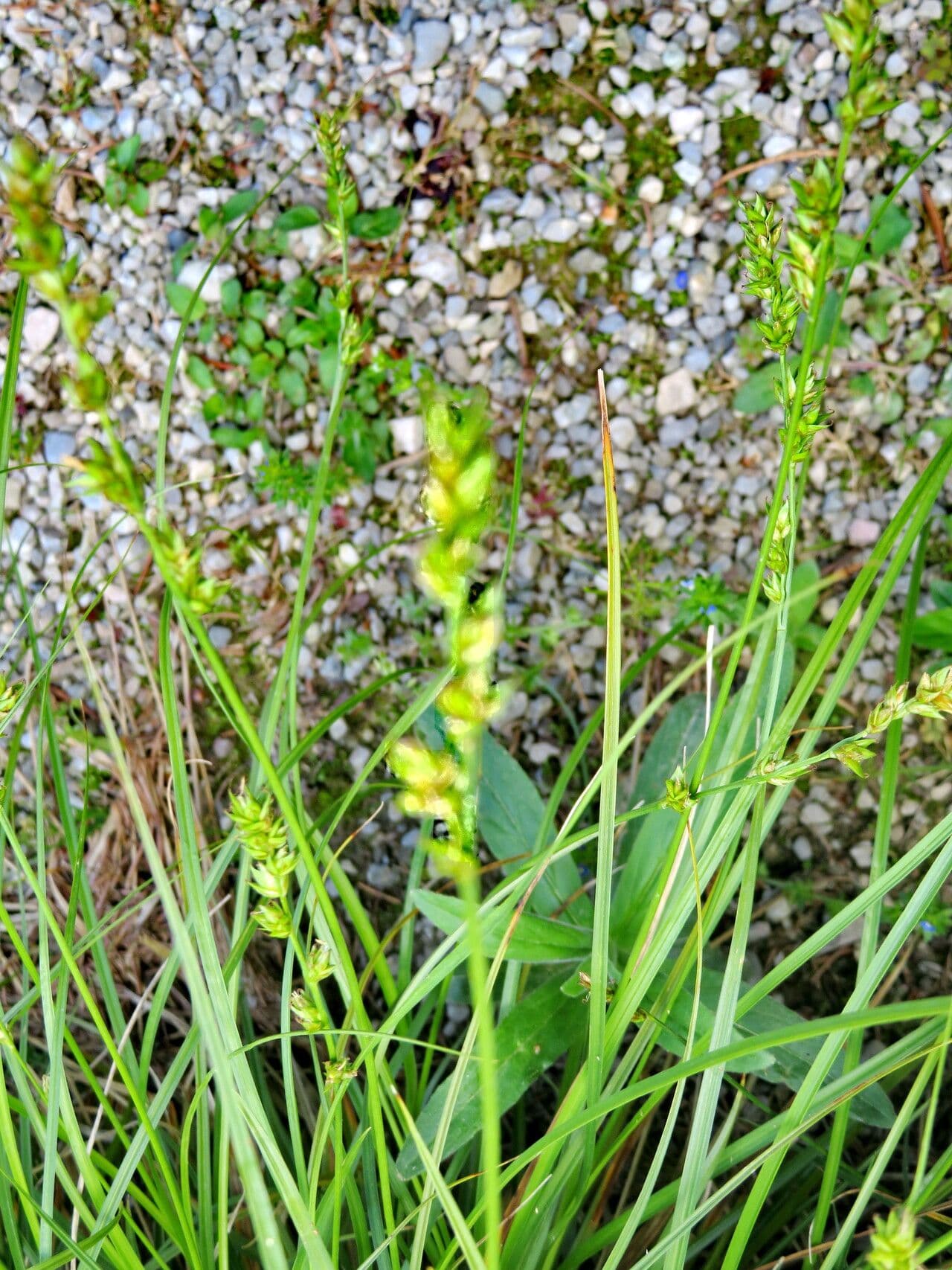 Sorghastrum nutans