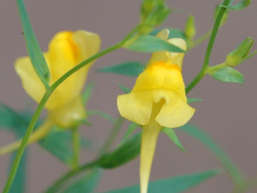 Linaria genistifolia