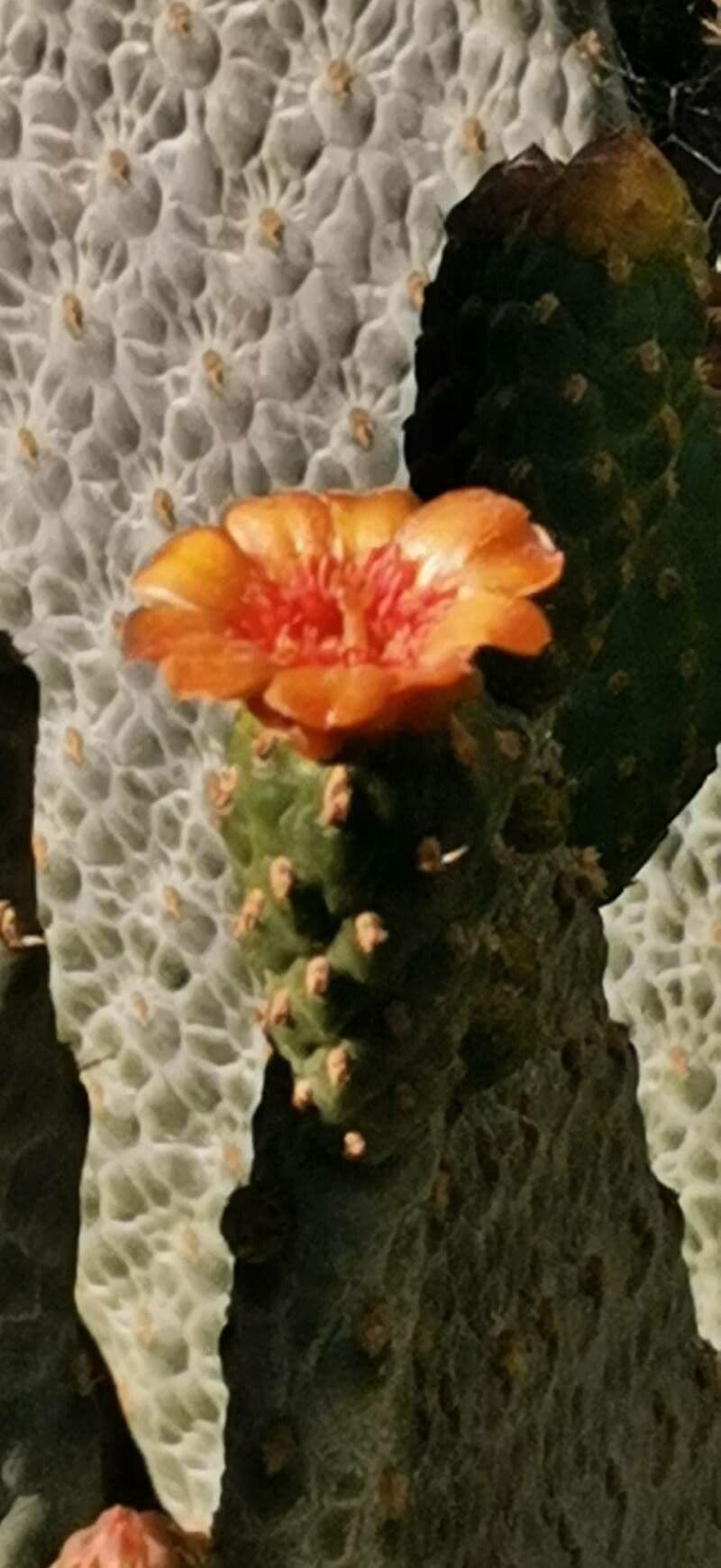 Consolea rubescens