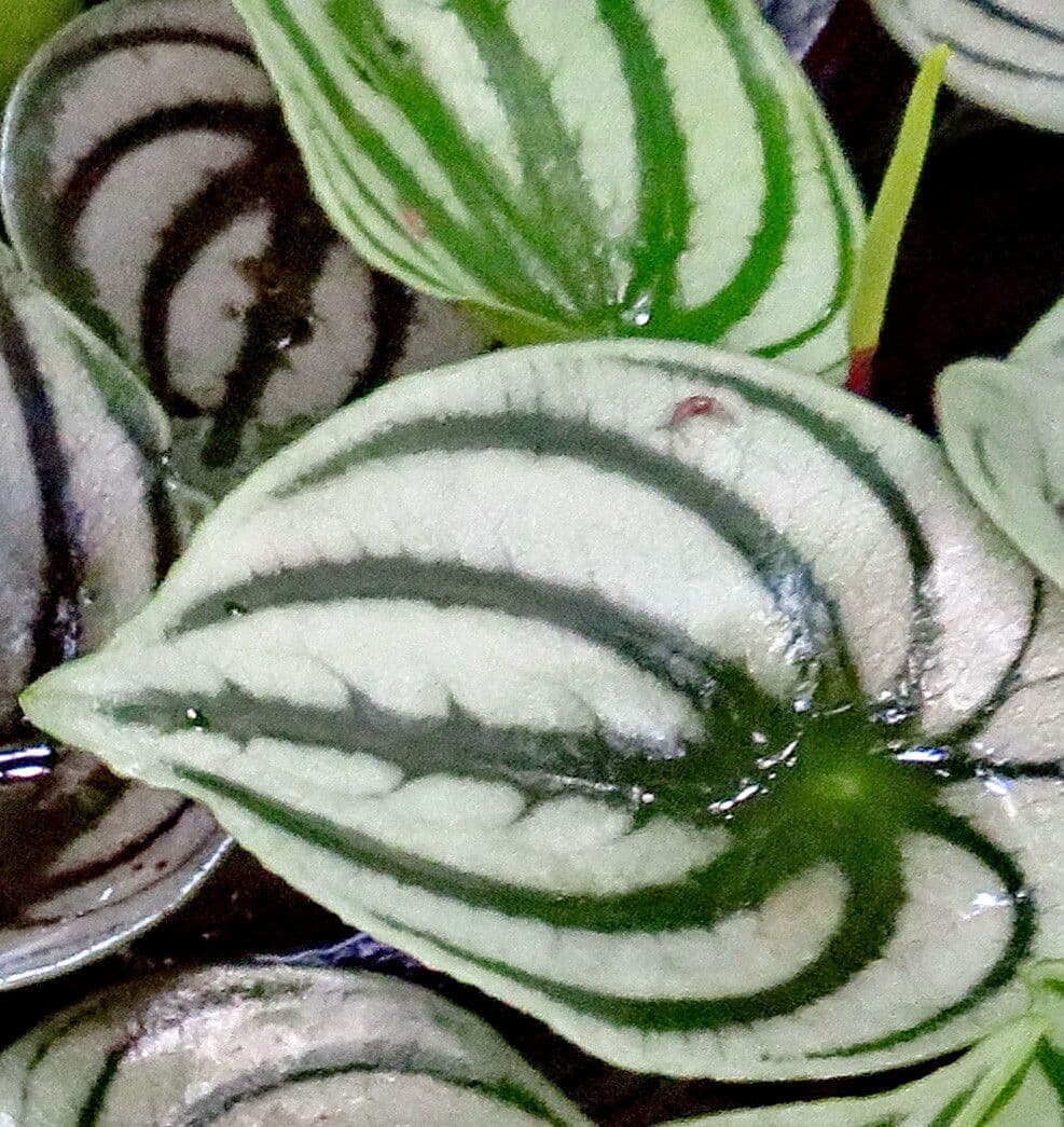 Peperomia argyreia