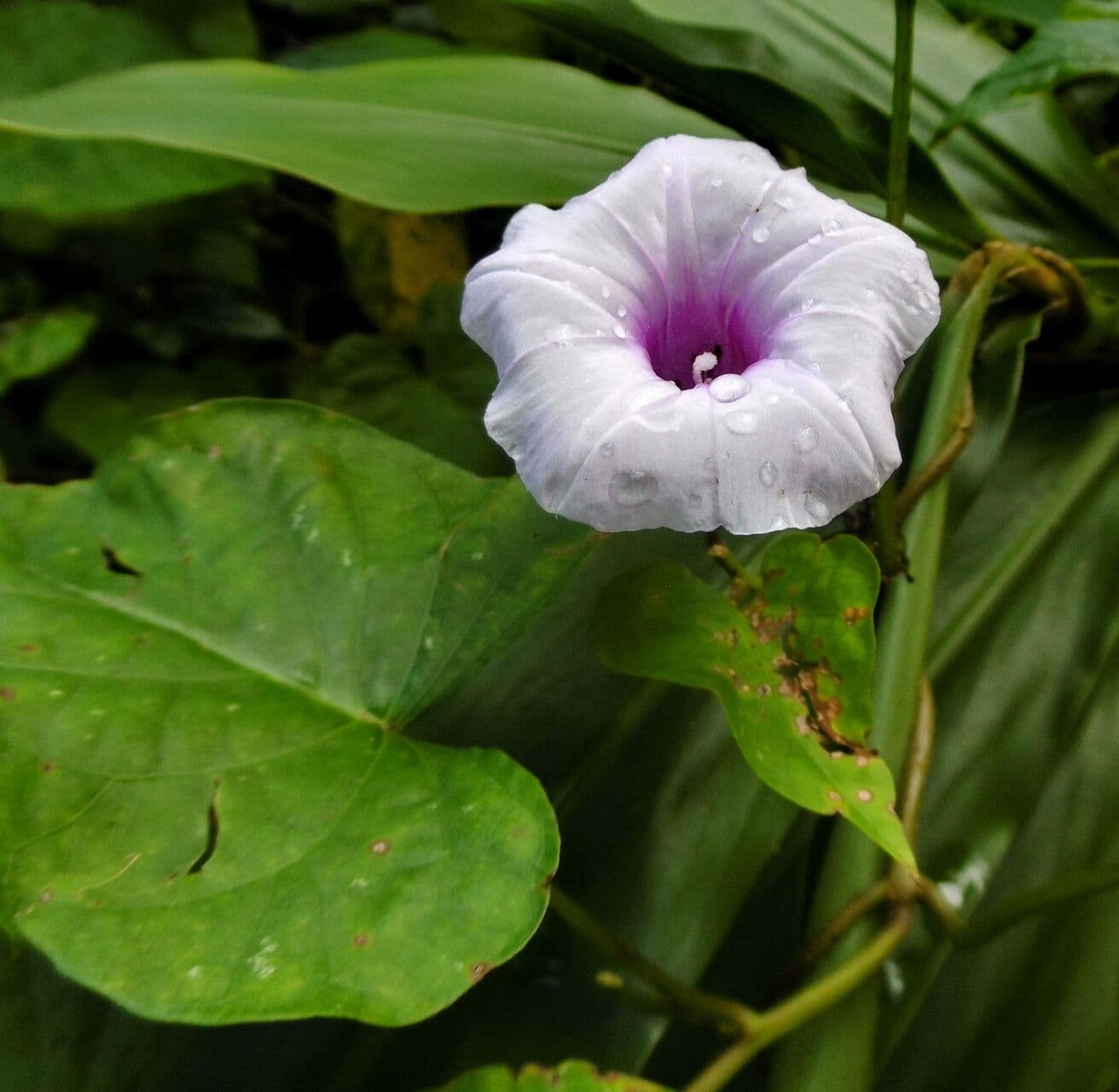 Ipomoea tiliacea