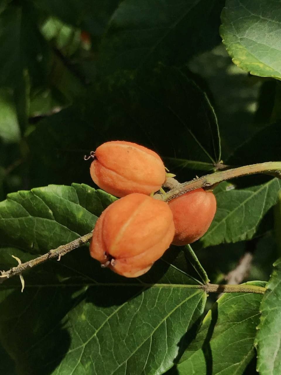 Croton sylvaticus