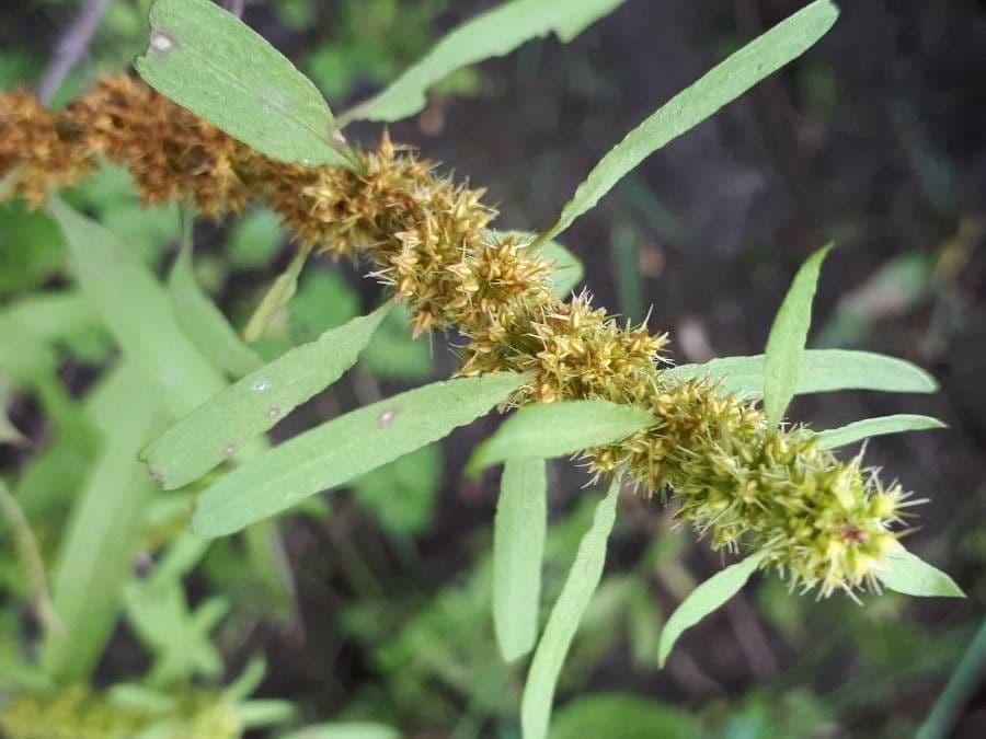 Rumex palustris