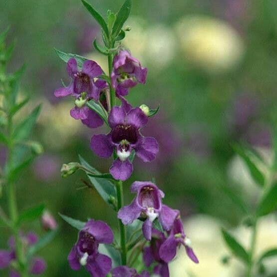 Angelonia biflora