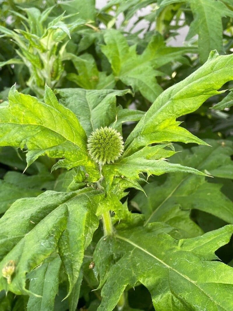 Echinops sphaerocephalus