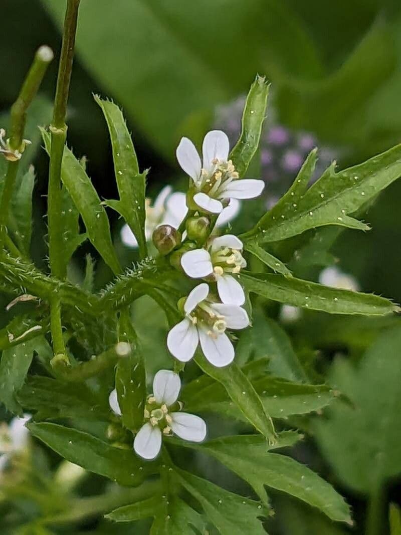 Cardamine flexuosa