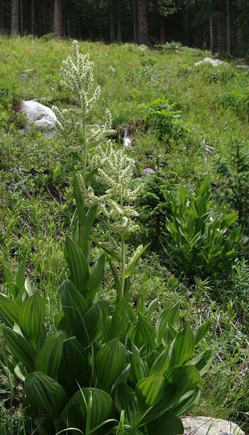 Veratrum californicum