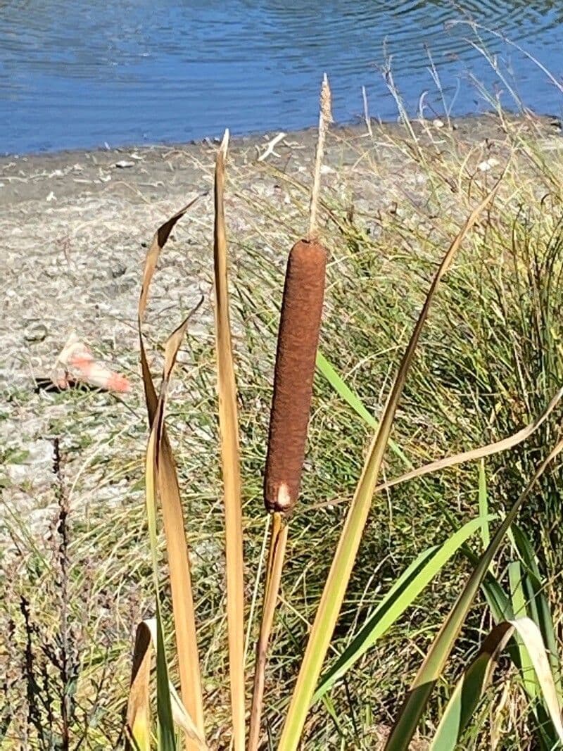 Typha angustifolia