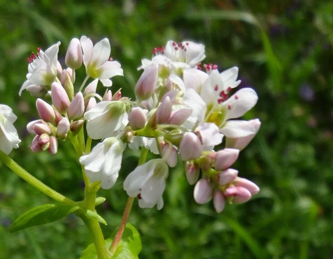 Fagopyrum esculentum