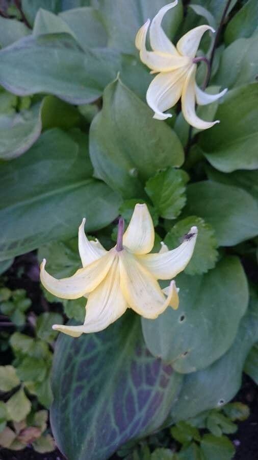 Erythronium oregonum