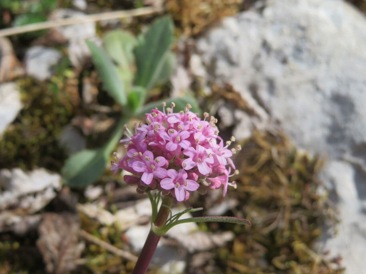 Valeriana tuberosa