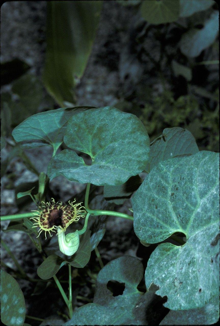 Aristolochia fimbriata