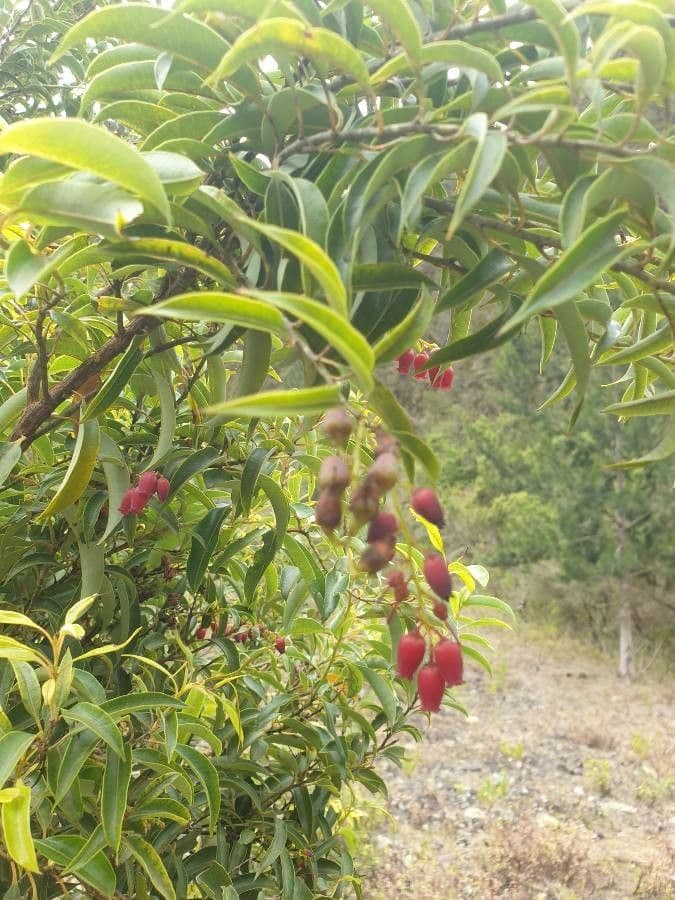 Agarista salicifolia