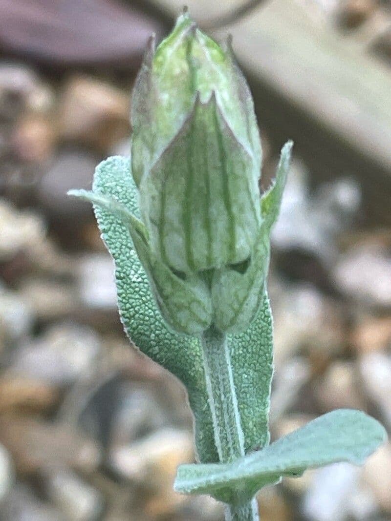 Salvia officinalis