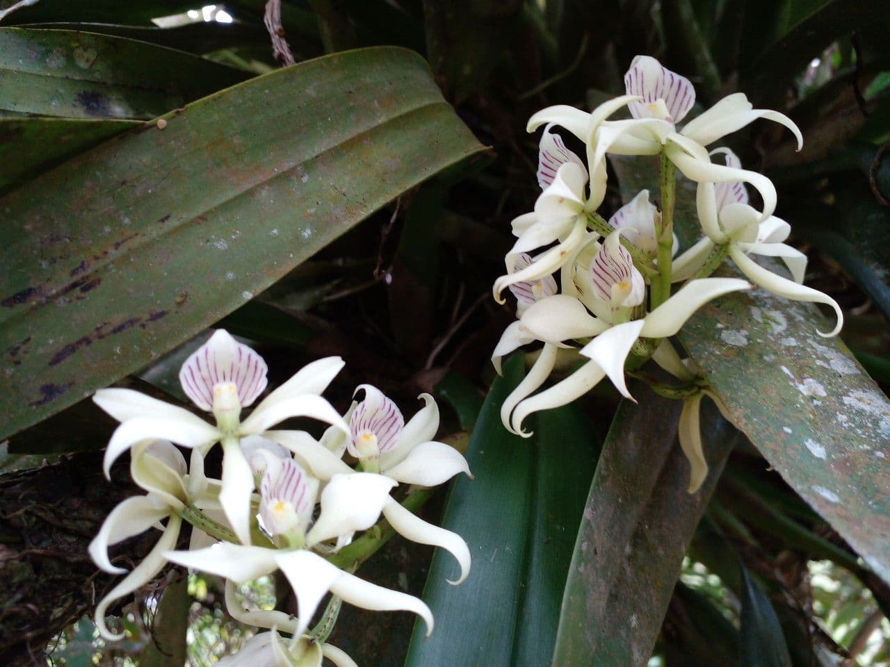 Prosthechea fragrans