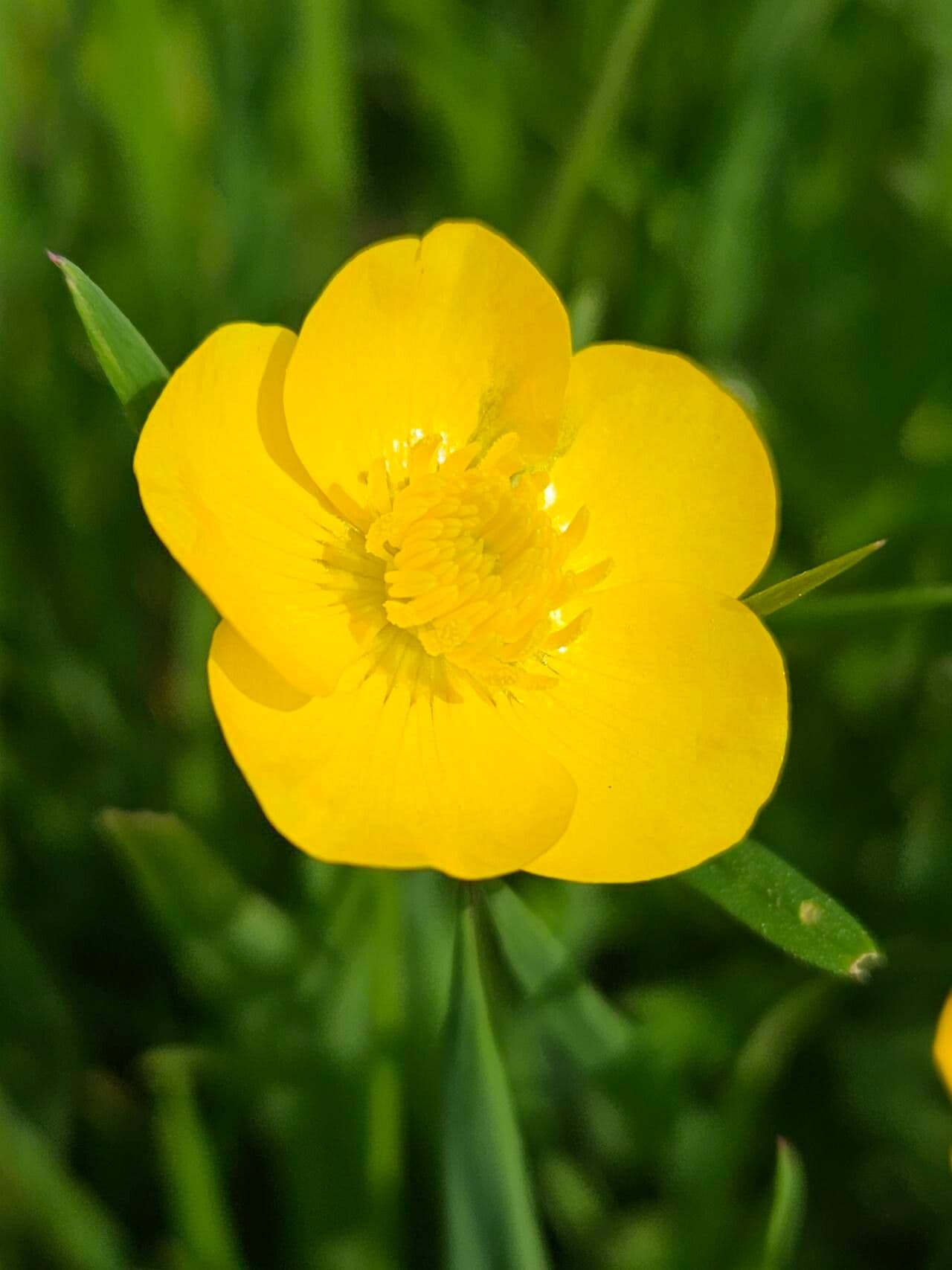 Ranunculus macrophyllus