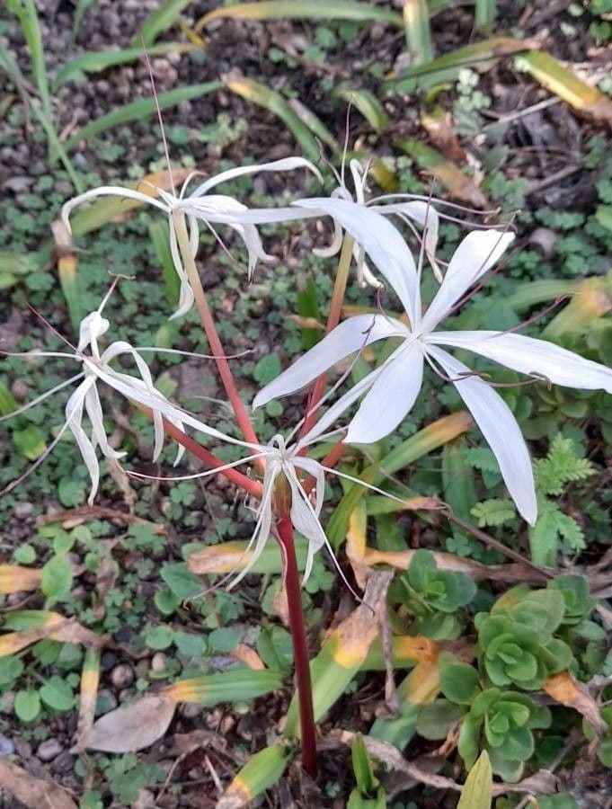 Crinum americanum