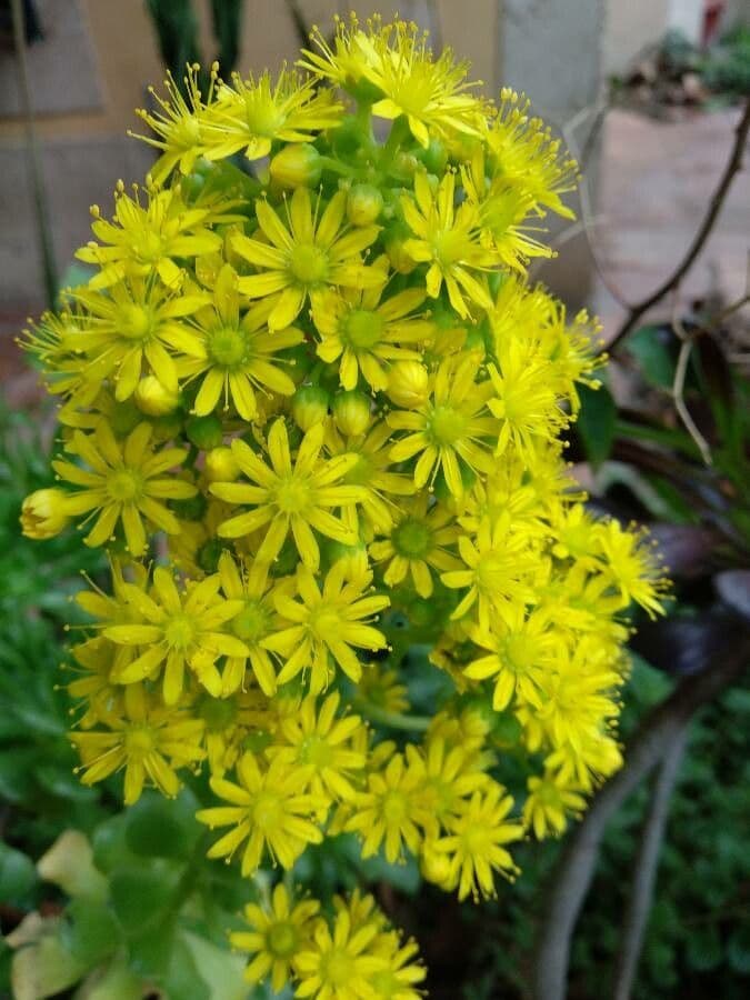 Aeonium arboreum