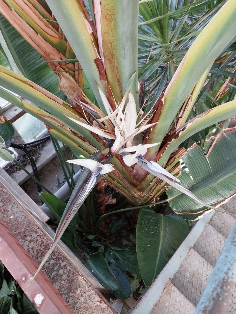 Ravenala madagascariensis