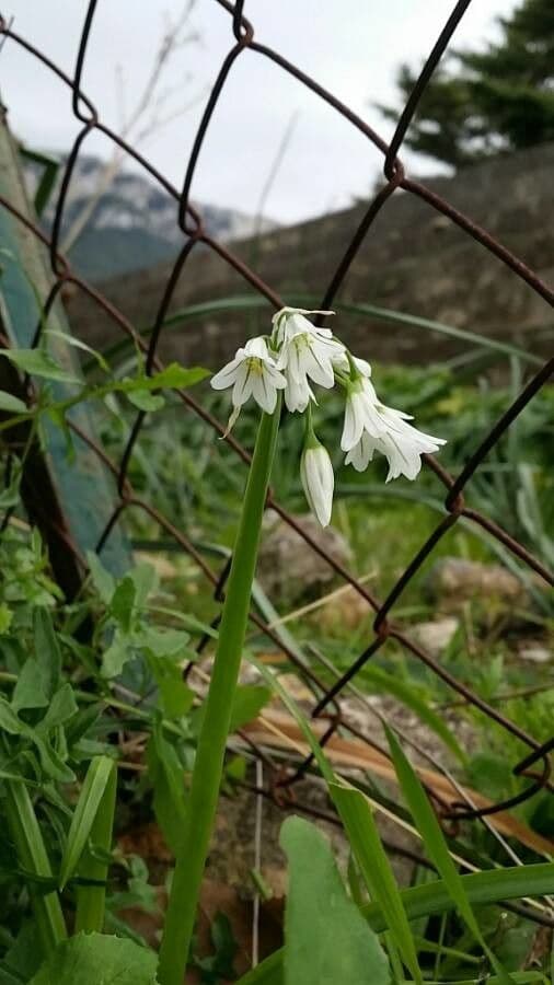 Allium triquetrum