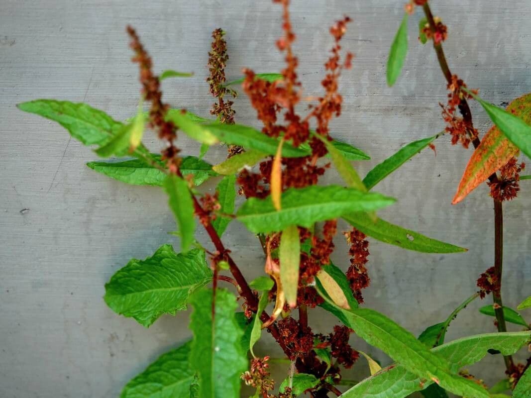 Rumex conglomeratus