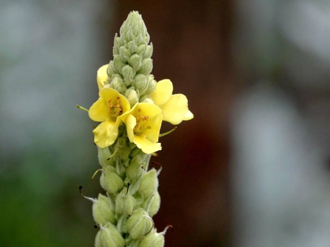 Verbascum thapsus