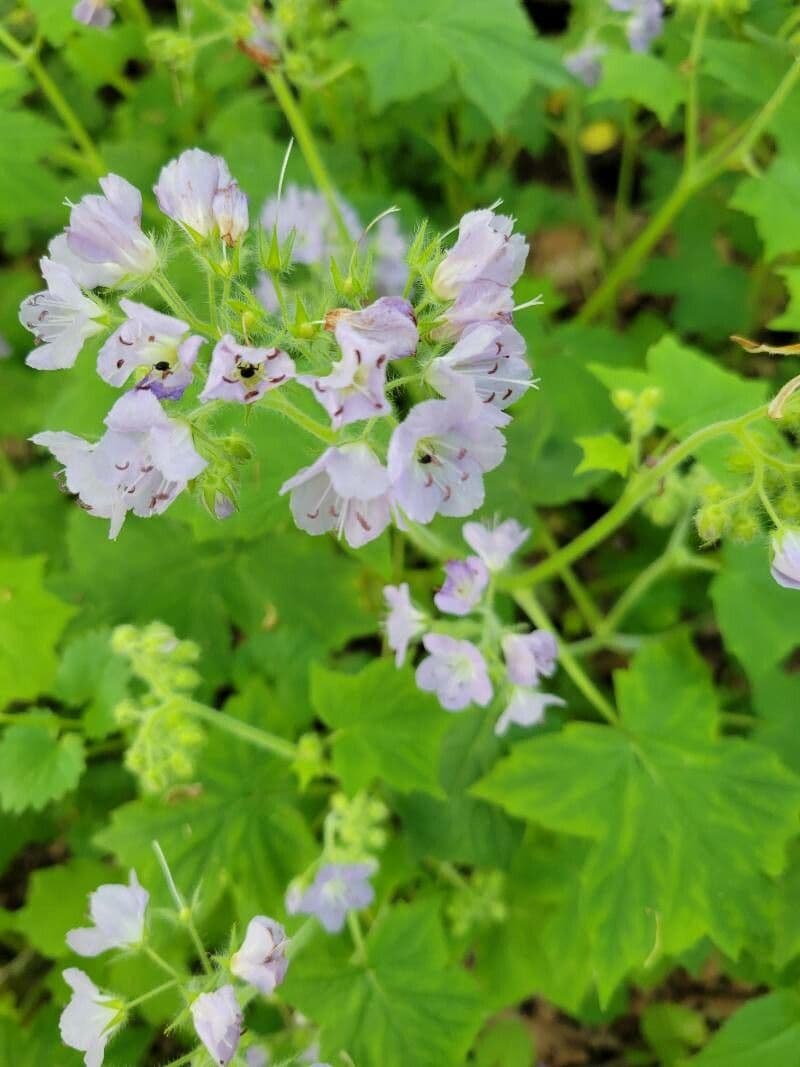 Hydrophyllum appendiculatum