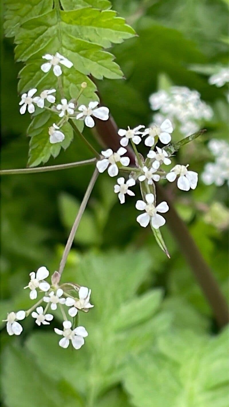 Anthriscus cerefolium
