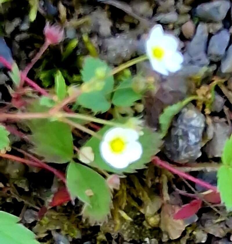 Fragaria virginiana