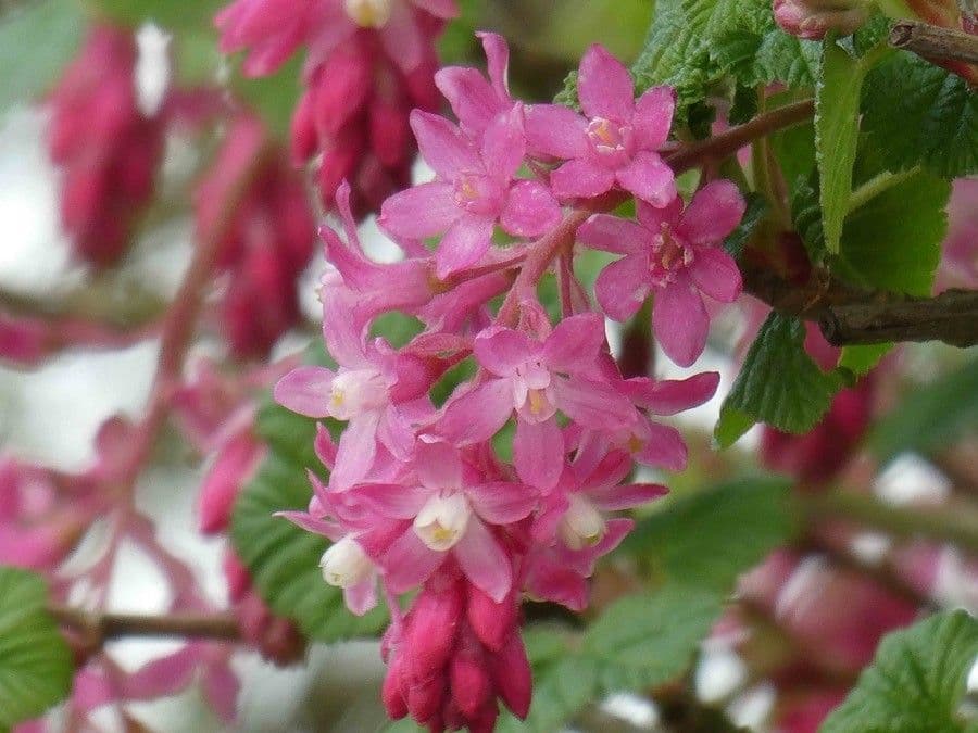 Ribes sanguineum