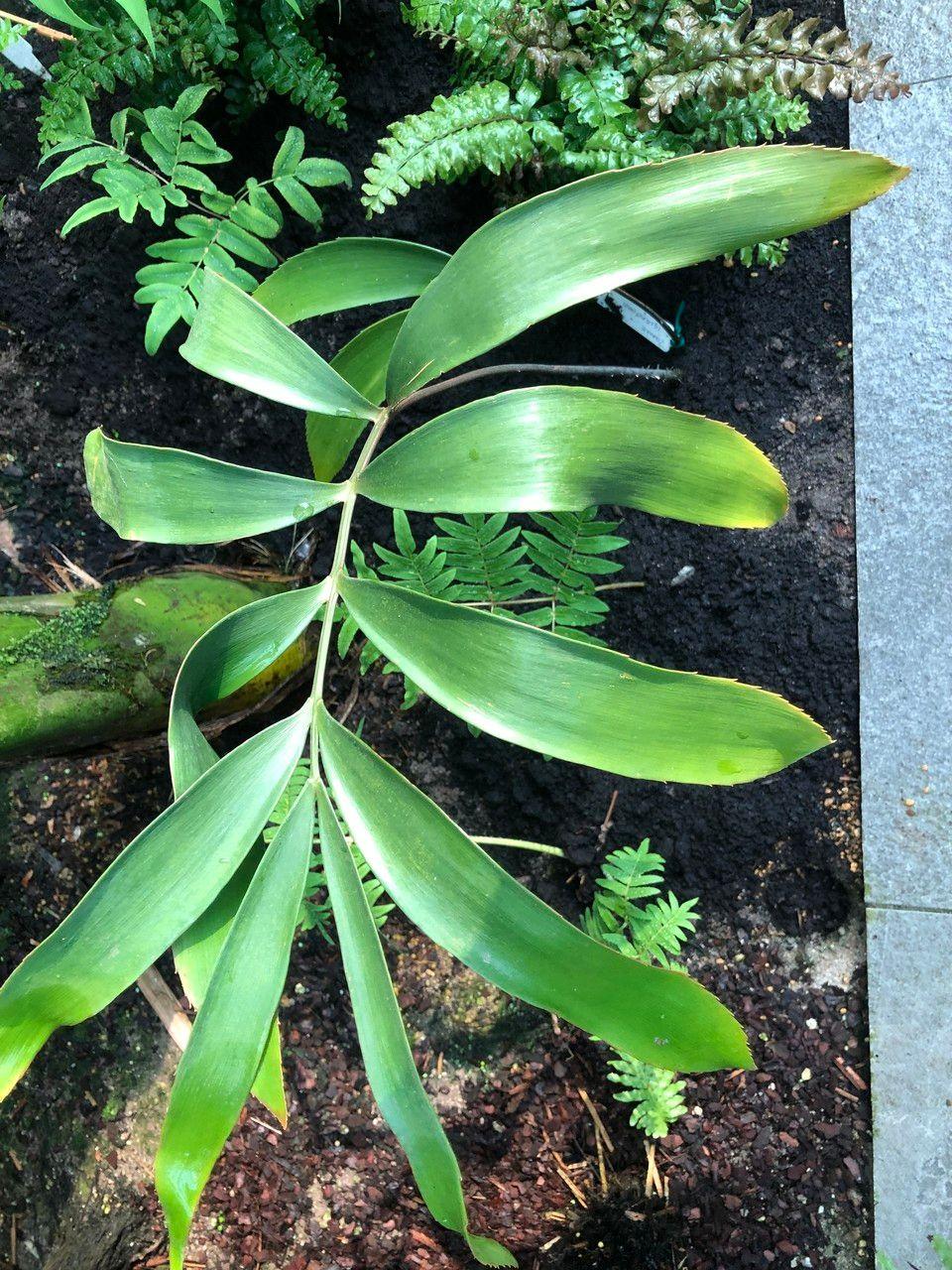 Zamia lacandona