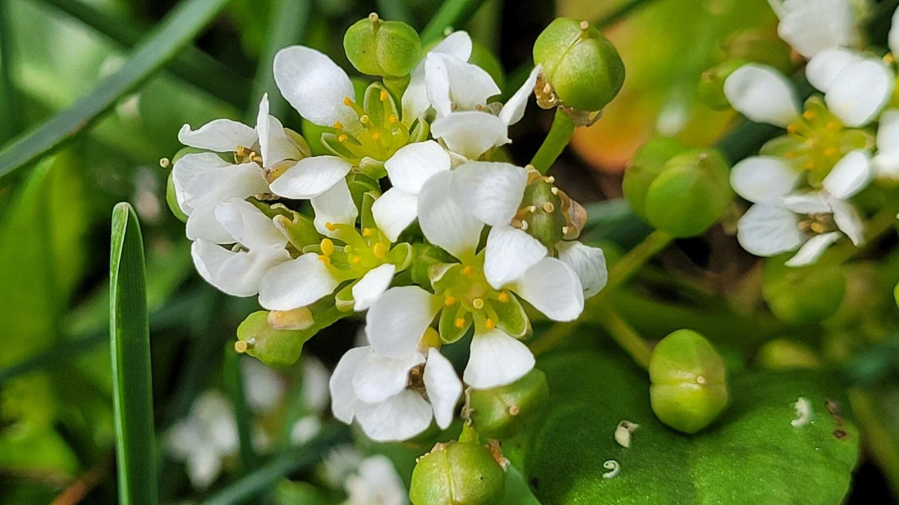 Cochlearia anglica