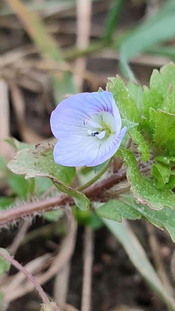 Veronica agrestis