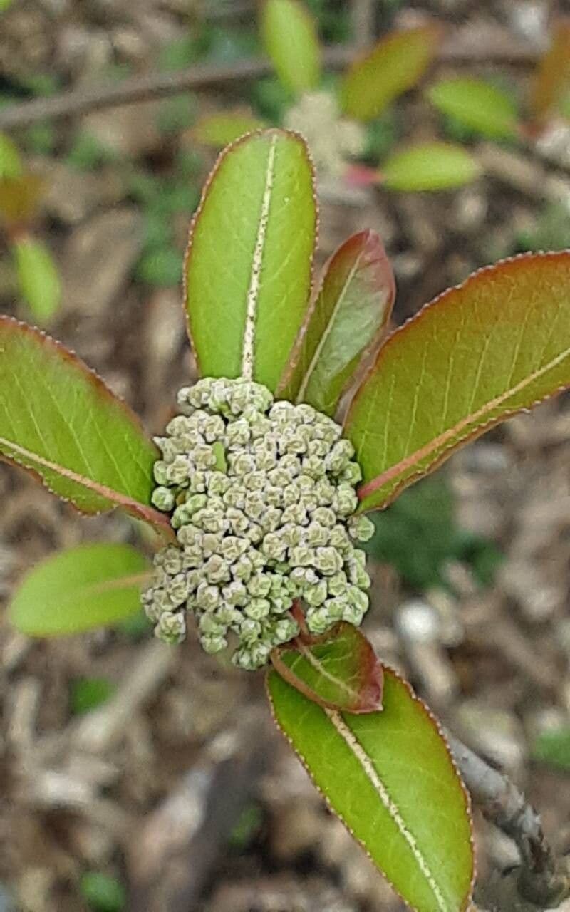 Viburnum prunifolium