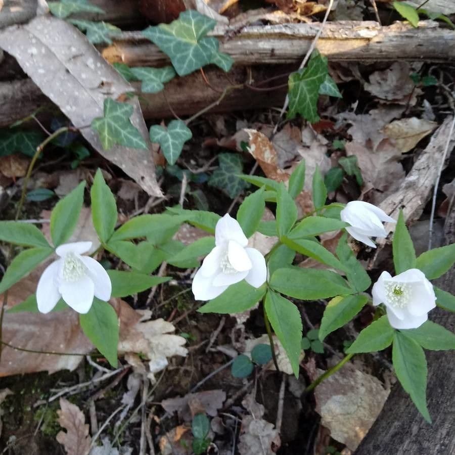 Anemonoides trifolia