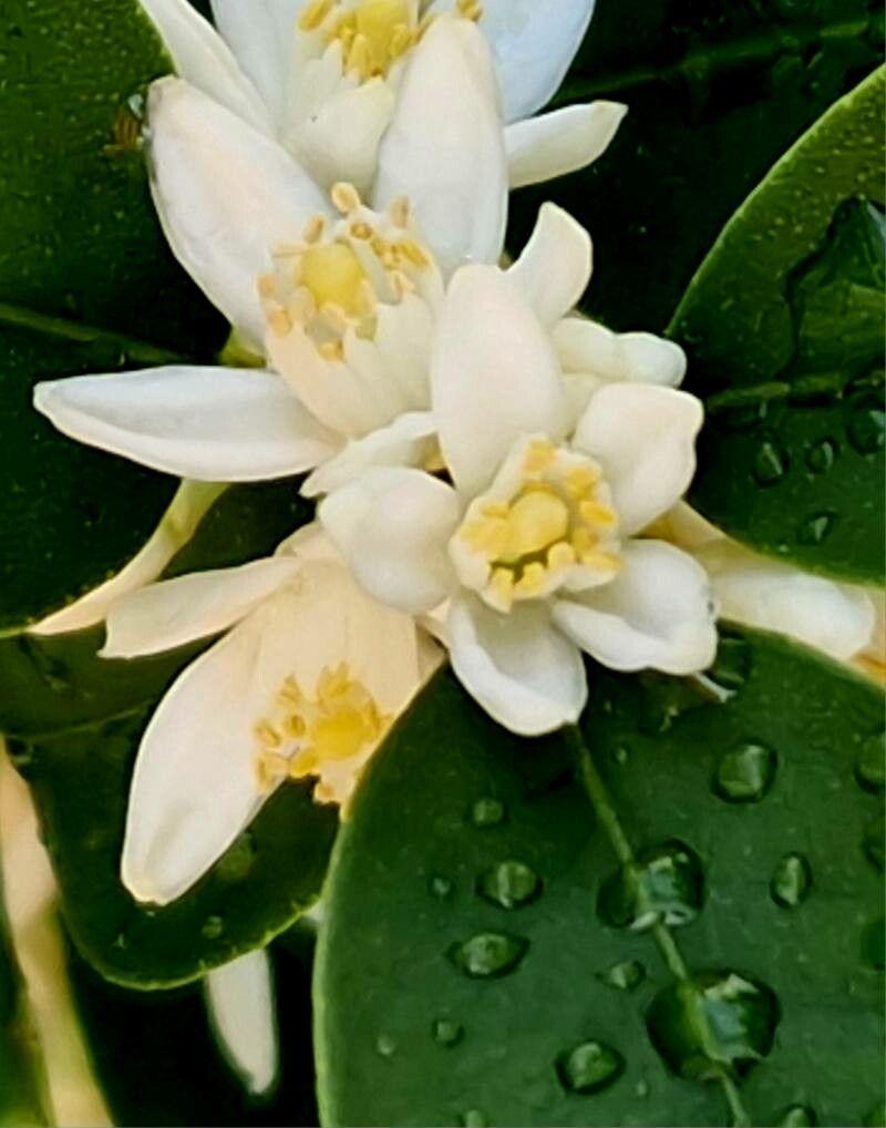 Citrus japonica