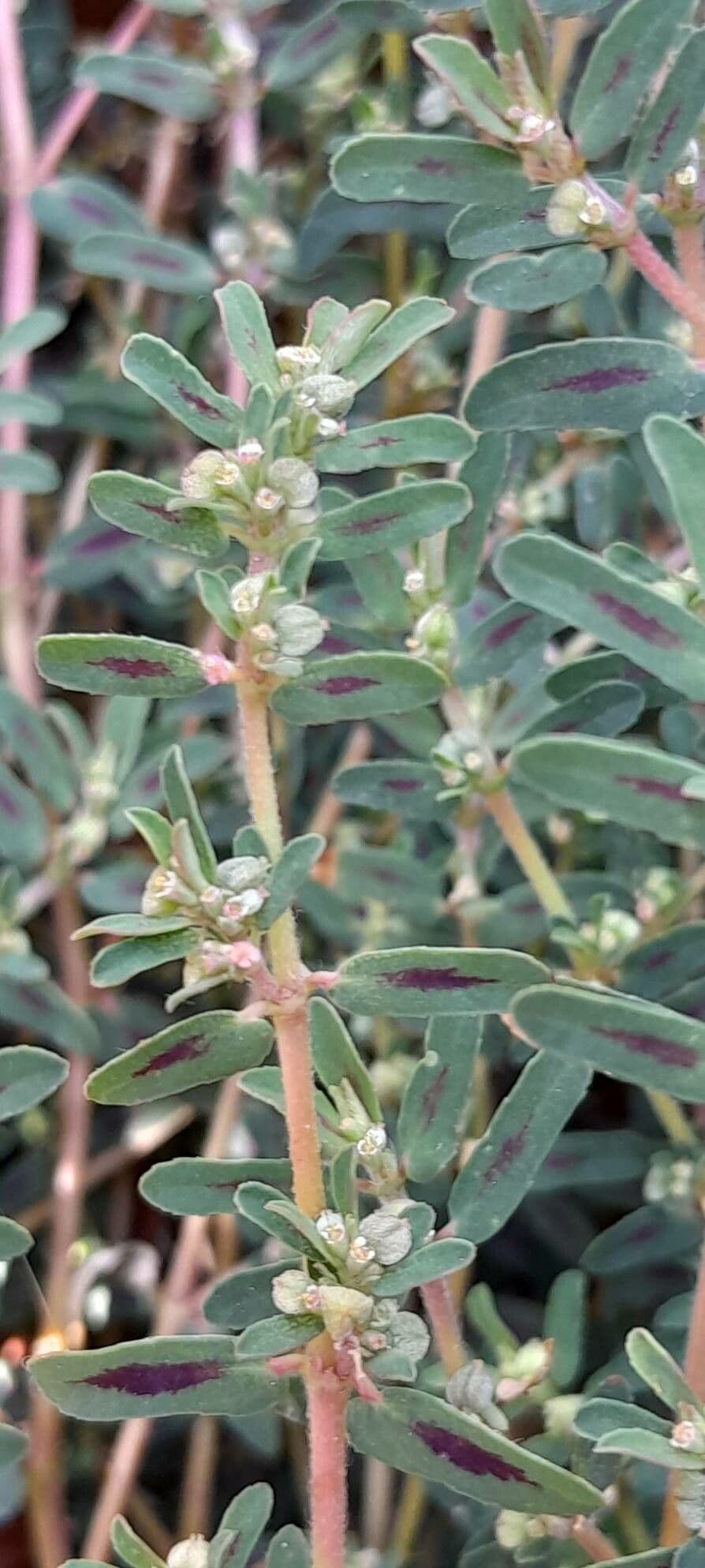 Euphorbia maculata
