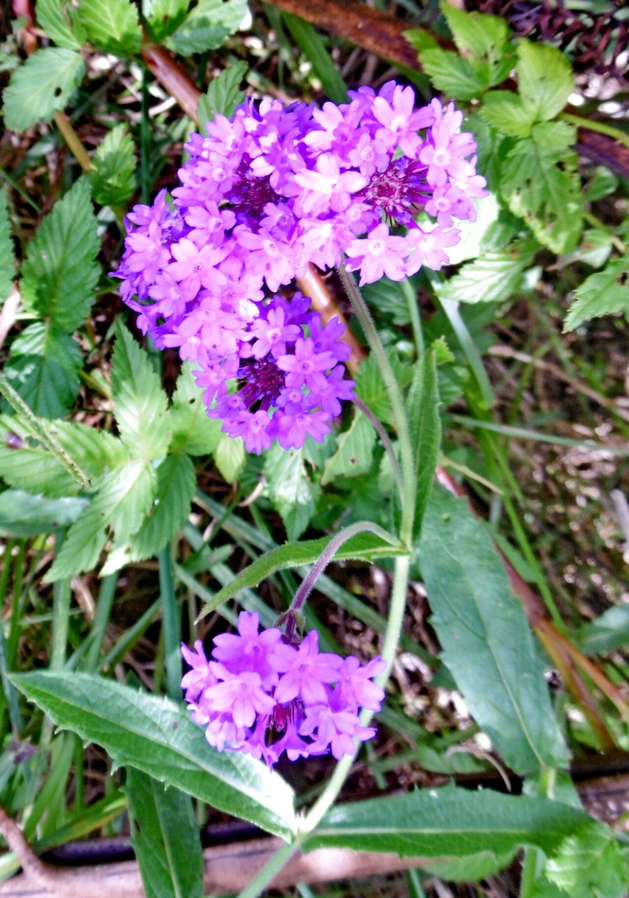 Verbena rigida