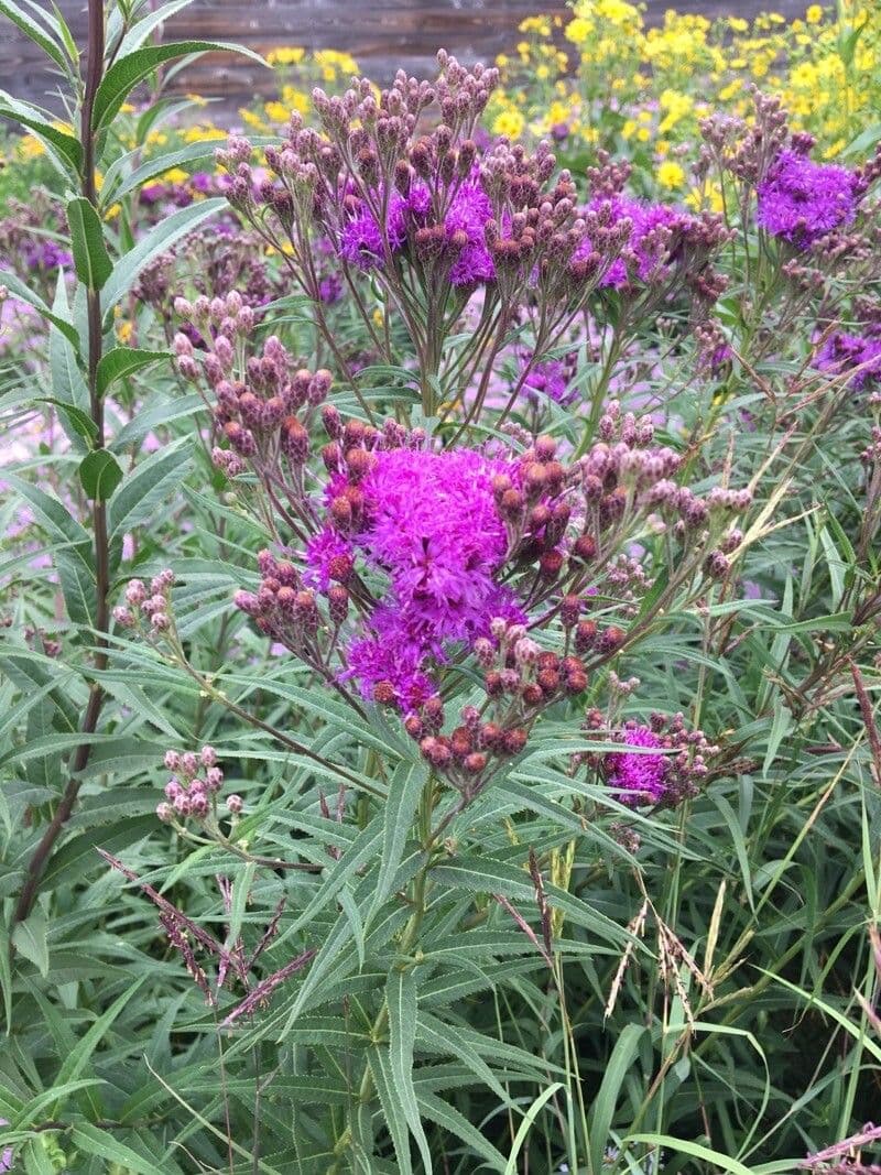 Vernonia fasciculata