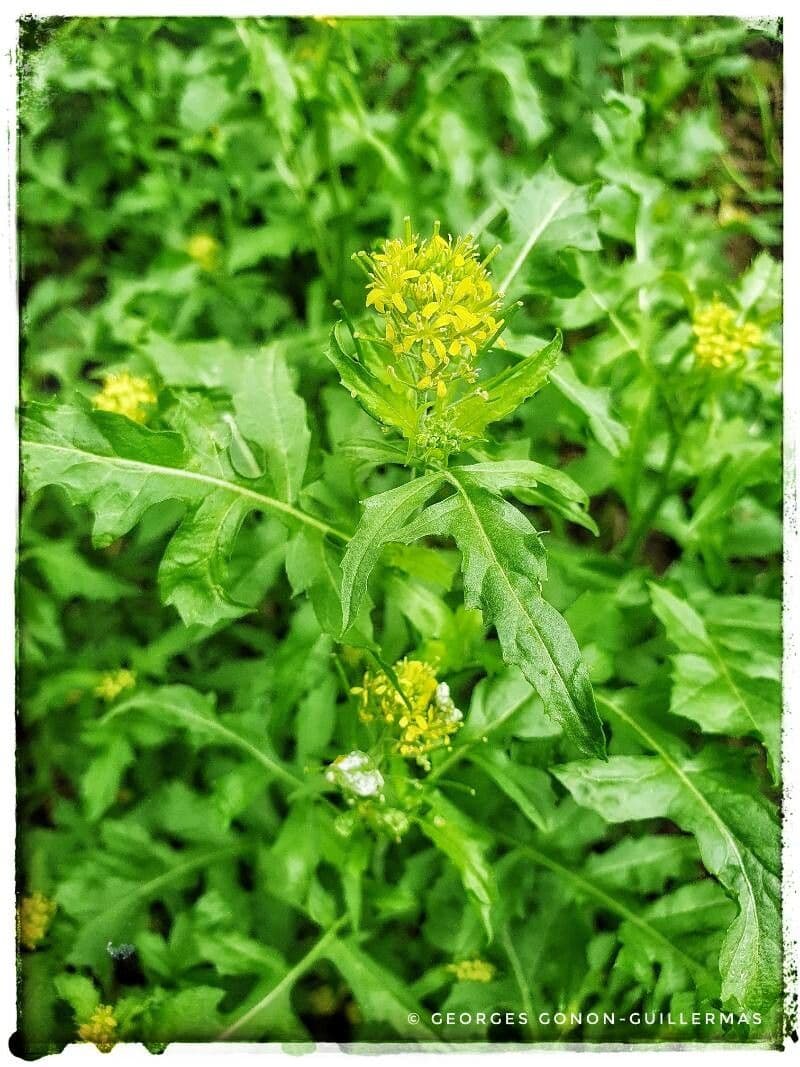 Sisymbrium irio