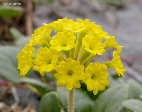 Abronia latifolia