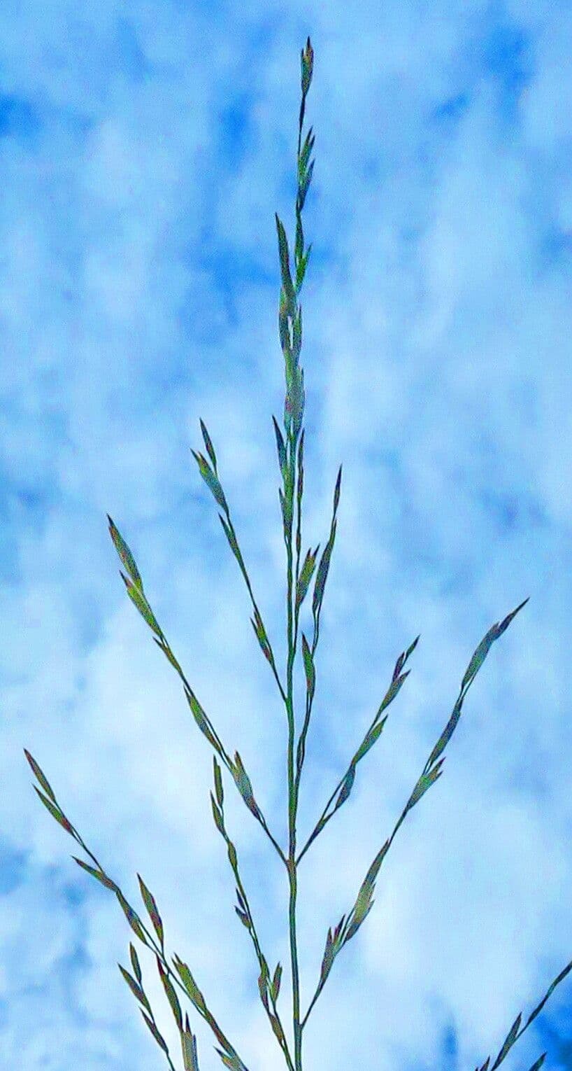 Glyceria maxima