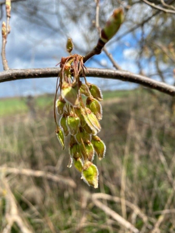 Ulmus americana