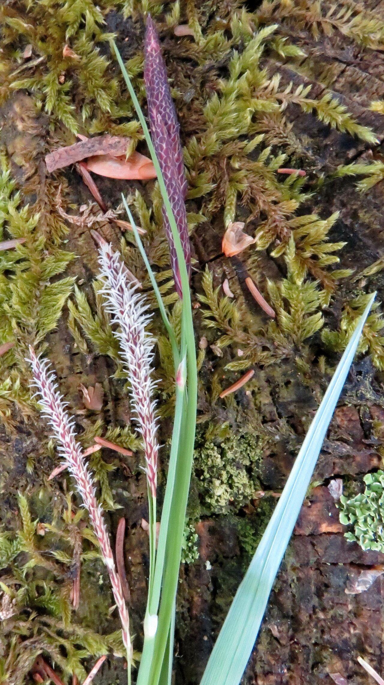 Carex sylvatica