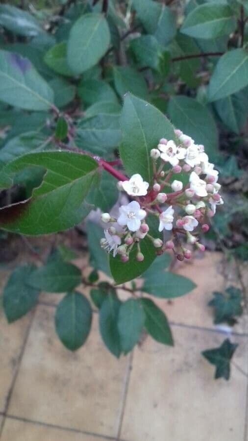 Viburnum tinus