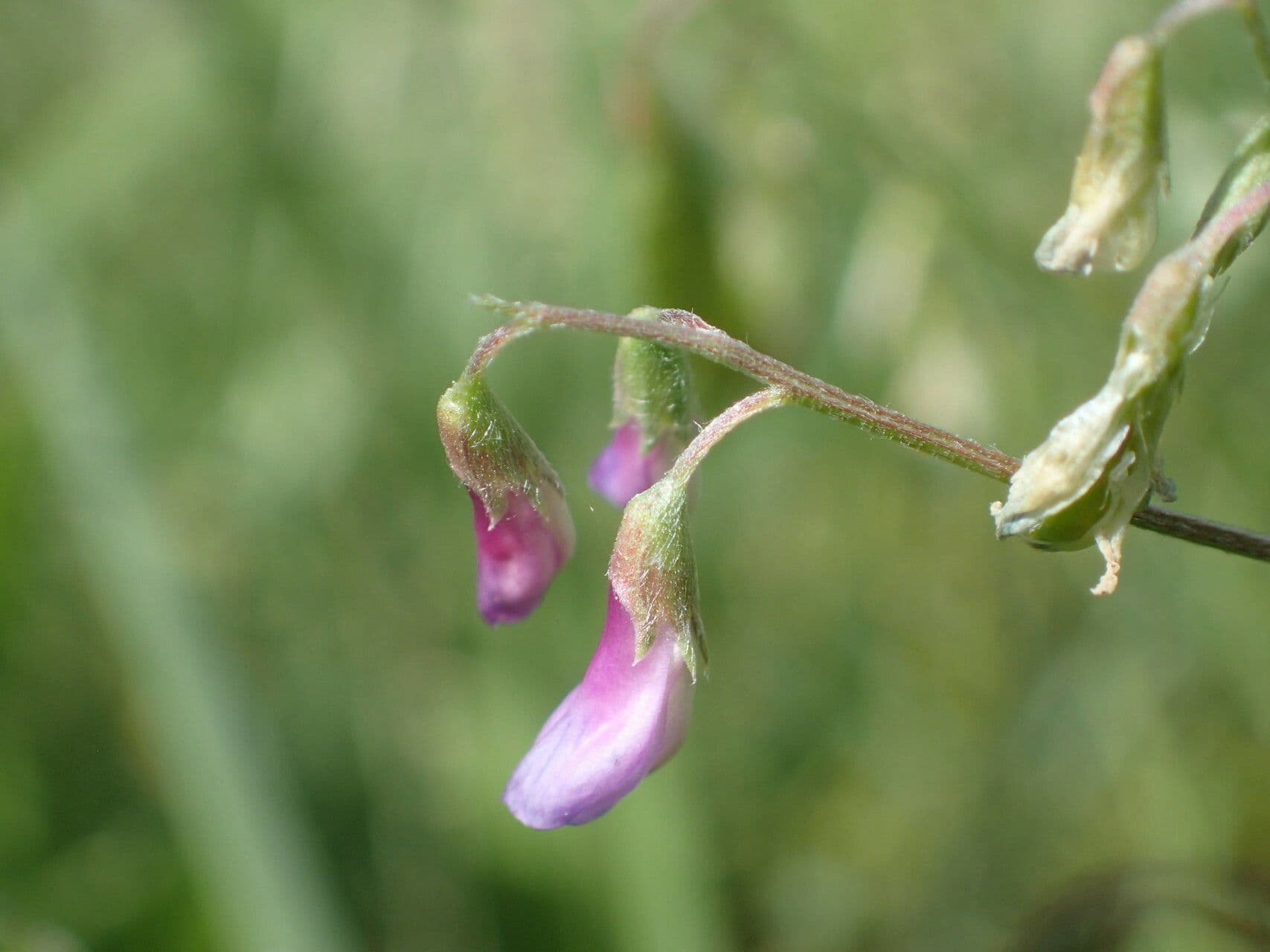 Vicia parviflora